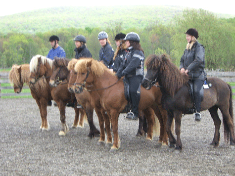 Icelndic Horses
