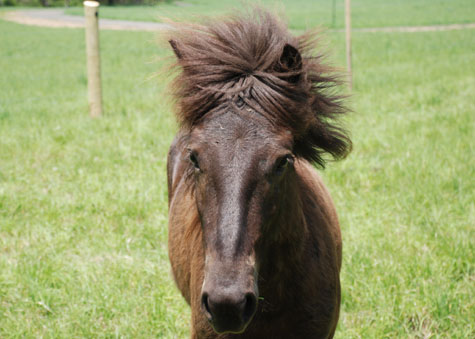 Icelandic Horse