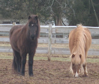 Horse Boarding